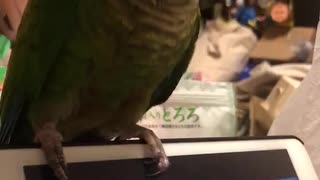 ウロコインコがPhantom Joke踊ってみた。