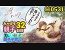 5月31日今日撮り野鳥動画まとめ　カルガモに餌をあげないで。カルガモ雛迷子・・・32日目、カワセミ雛♂♀