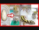 【卵から育てました】レオパの赤ちゃん達の変化が凄すぎた【自家繁殖】
