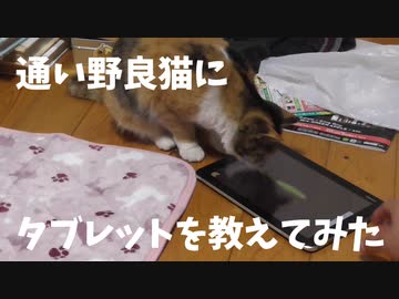 通い野良猫はタブレットを使うことはできるのか？