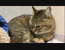 没動画２　猫が寝てるだけ