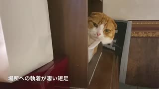 執着する猫