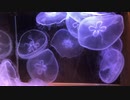 うちのミズクラゲ水槽(約30分耐久)