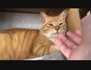 正午に日陰で涼む虎模様の猫