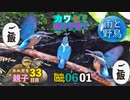 6月1日今日撮り野鳥動画まとめ　カワセミ親子とカルガモ親子33日目