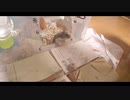 ハムスター飼いました。その95～2020年5月だよ!!体重測定だよ!!～