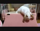 うさぎさん、初めて小屋の外に出る
