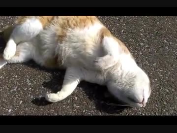 牛になった【猫】