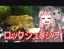 【アクアリウムVOICEROID部】死神茜ちゃんのアクアリウム日記4【アジアロックシュリンプと硝酸塩対策】