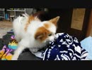 おむつをしていてもオシッコのときは尻尾を上げるワンコ（パピヨン）