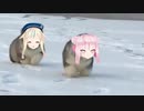 田中犬与铃木犬