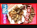 【ゴキブリのソーシャルディスタンス】デュビアの３密を回避してみた【お引越し】