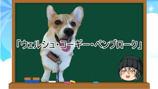 【ゆっくり解説】犬種１５：ウェルシュ・コーギー・ペンブローク