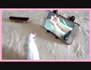 【自分の動画チェック！】文鳥に自分の動画をチェックさせてみた【Javasparrow】