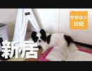 【マカロン日記】マカロンと新居