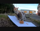 野良猫の有子、納豆食べてたら天敵現る