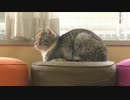 【テレワーク企画ミニ番組】都丸ちよのひとりでトーク塾