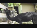 毛刈りされたアルパカはちょっとキモい