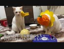 ウチューネコチャン、珍妙おもちゃに包囲されて猫がバグる