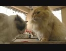 【テレワーク企画ミニ番組】春瀬なつみのひとりでトーク塾