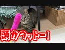 猫じゃらしで頭がnyanyanyanyanya!
