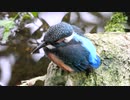 カワセミの赤ちゃんドアップ22分