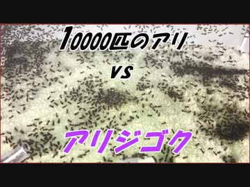10000匹のケアリと「アリジゴク」の語り継がれるべき戦いの結末！