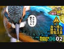 6月2日今日撮り野鳥動画まとめ【閲覧注意猛禽の食べ残しあり】　カルガモ親子34日目とカワセミ親子