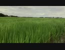 佐藤宣義