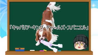 【ゆっくり解説】犬種１６：キャバリア・キング・チャールズ・スパニエル