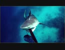 【危機一髪】襲ってきたサメの喉をぶっさす！