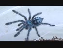 ［閲覧注意!!］再編集　タランチュラ（ピンクトゥ）にゴキブリを与えてみた。(Avicularia versicolor)