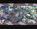 【ポケモン剣盾】水族館パでワイワイバトル：11【Only1Battle】
