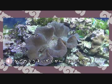 【ポケモン剣盾】水族館パでワイワイバトル：11【Only1Battle】