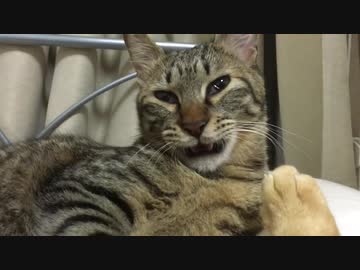 フレーメン反応の申し子猫、かつてない匂いに覚醒する