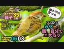 6月3日今日撮り野鳥動画まとめ　スズメ雛、カワセミ雛、自力でご飯。カルガモ親子35日目