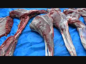 令和最初の狩猟生活（その１２６）