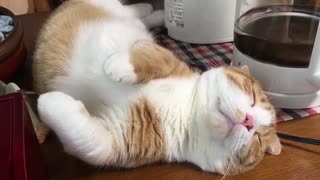 野生を忘れた猫