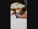 飼い主の手をアゴ枕にするワンコ（パピヨン）5