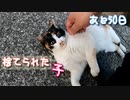 ふわふわな三毛猫【野良猫の保護まであと50日】