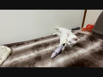 猫部屋の死闘！ウチューネコチャンVSお魚
