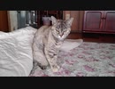 寝起きの顔人相悪すぎお嬢 Her waking face is bad