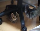 とらとことら