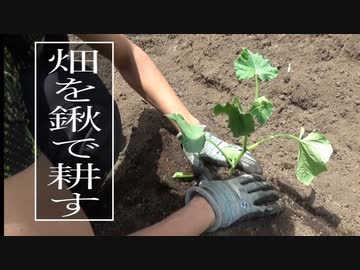 荒れた土地を開墾して畑にしてみた