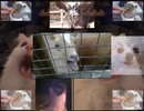 動物又