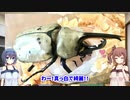 【CeVIO】グラントシロカブト紹介　修正版【蟲ラボ】