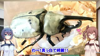 【CeVIO】グラントシロカブト紹介　修正版【蟲ラボ】