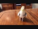 歌いながら近寄るオカメインコ