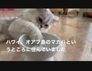 MiaとBiancaのそれぞれを語ります