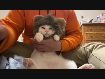 怪猫20面相、ヤツはとんでもないものを盗んでいきました